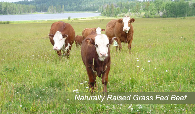 Grass fed beef in pasture