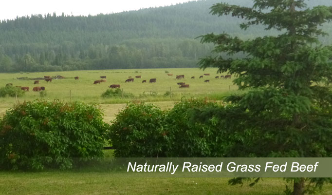 A large pasture of grass with grazing beef