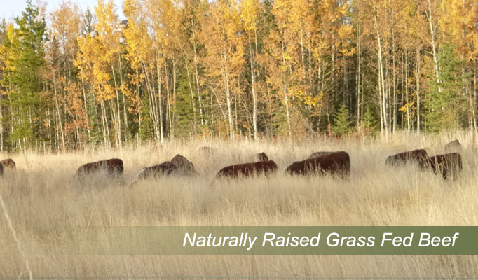 Naturally Raised Grass Fed Beef eating grass